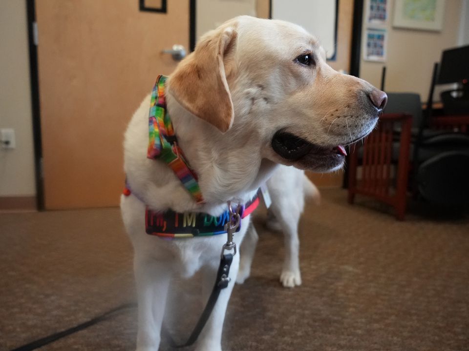 US-NEWS-WOULDBE-SHOW-DOG-FINDS-HIS-8-PO.jpg